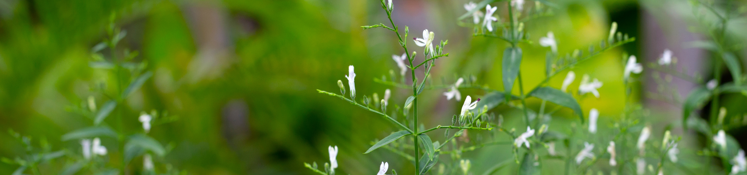 brodziuszka wiechowata andrographis paniculata kwiaty