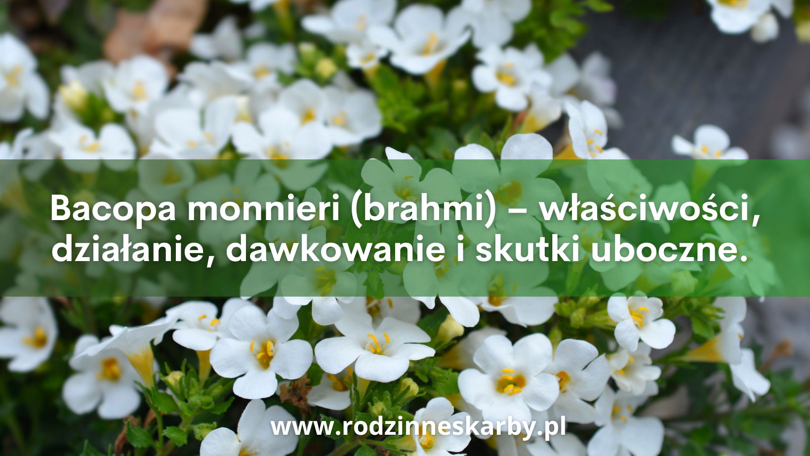 bacopa monnieri brahmi wlasciwosci dzialanie dawkowanie i skutki- boczne czy warto siegac po suplementacje bacopa monnieri