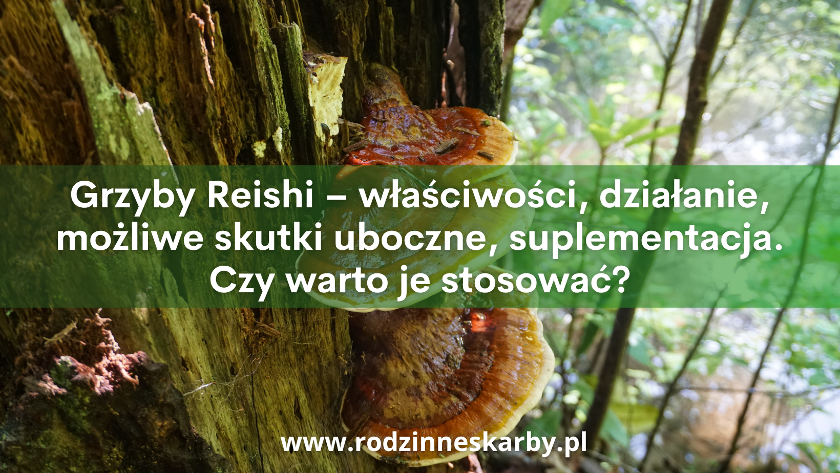 grzyby reishi wlasciwosci dzialanie i mozliwe skutki uboczne jak wyglada suplementacja reishi i czy warto je stosowac