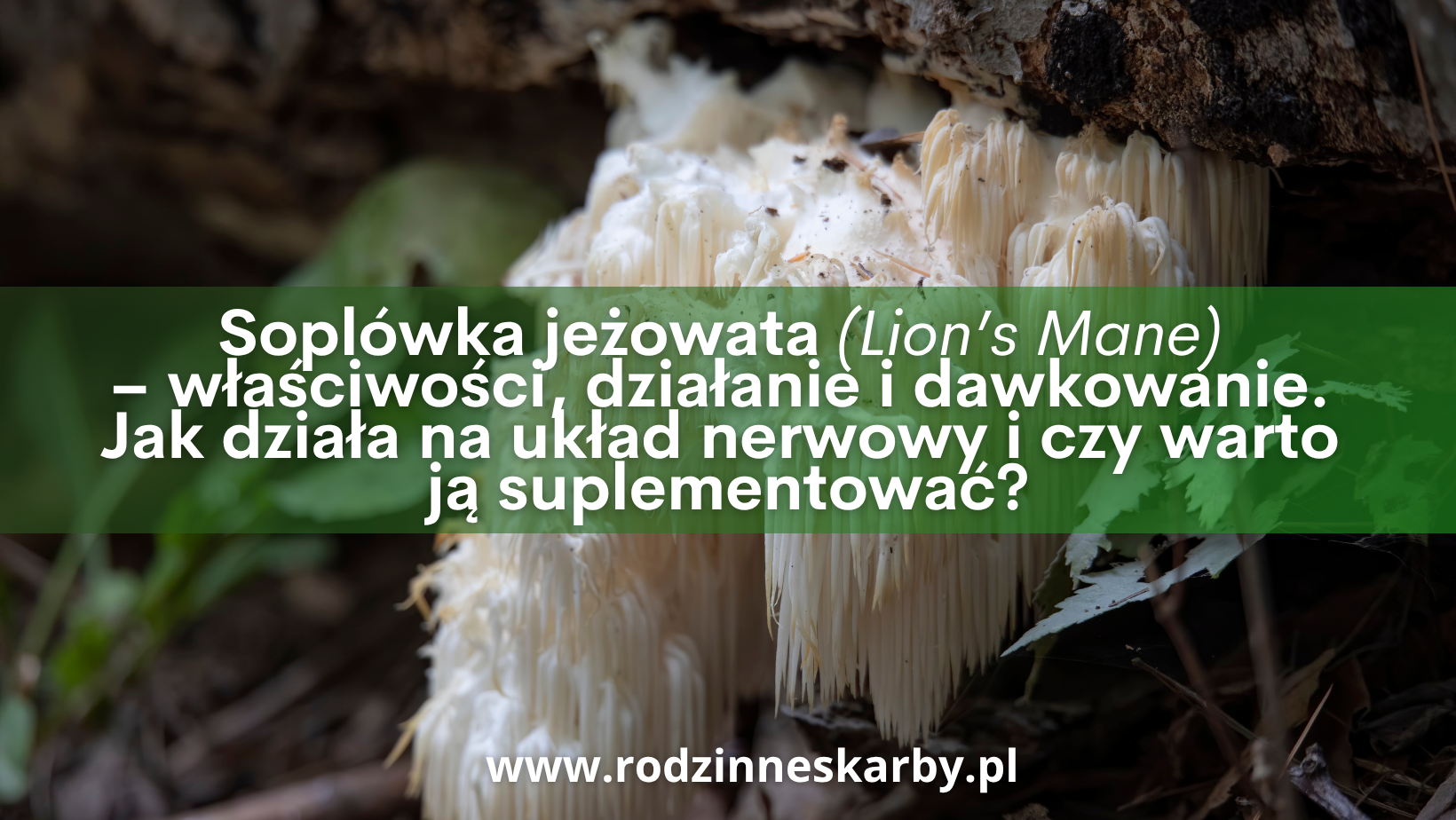 soplowka jezowata lions mane wlasciwosci dzialanie i dawkowanie jak soplowka dziala na uklad nerwowy i czy warto ja suplementowac