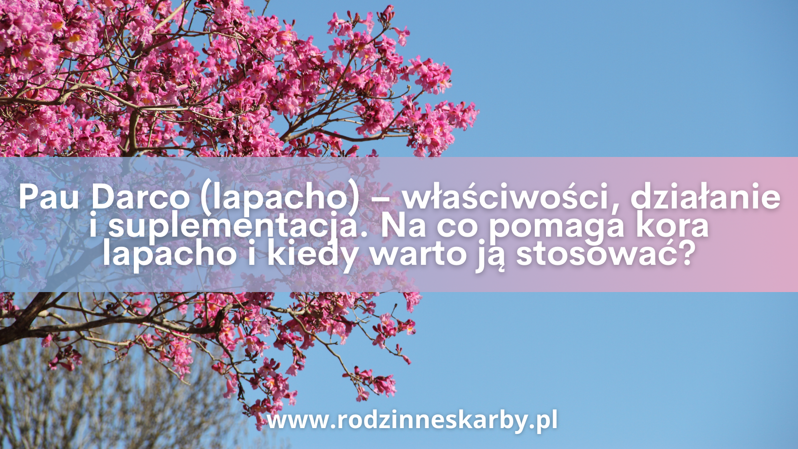 Pau Darco (lapacho) – właściwości, działanie i suplementacja. Na co pomaga kora lapacho i kiedy warto ją stosować?