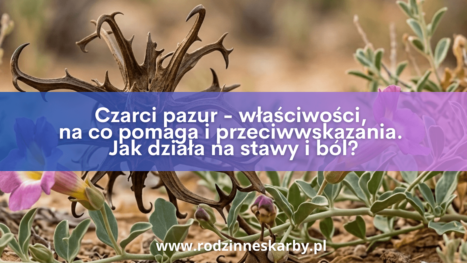 Czarci pazur – właściwości, na co pomaga i przeciwwskazania. Jak działa na stawy i ból?