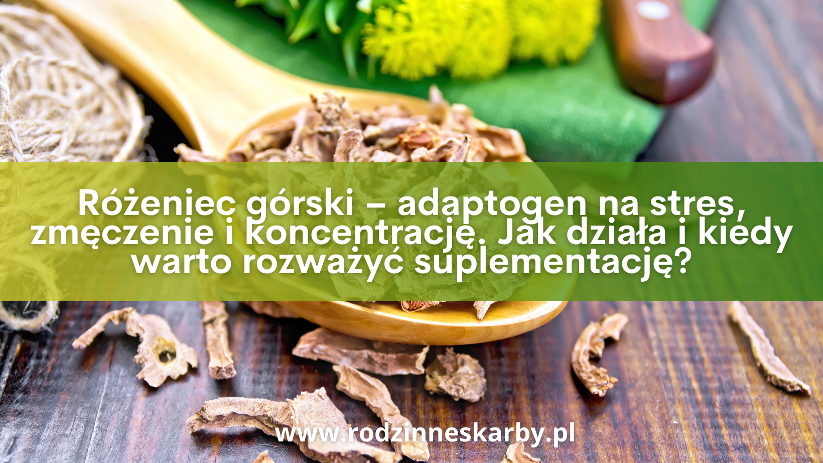 rozeniec gorski adaptogen na stres zmeczenie i koncentracje jak dziala i kiedy warto rozwazyc suplementacje